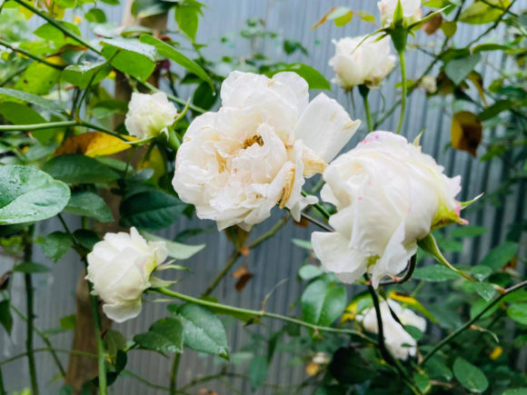 Download Nature, Hybrid Tea Rose. - Nature Collection
