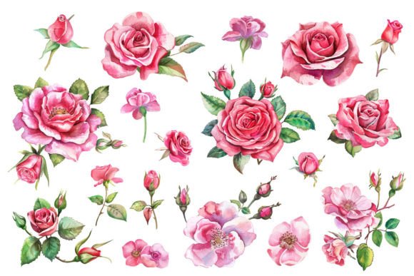Download Pink Roses, Printable Watercolor Clipart - Printable watercolor Collection